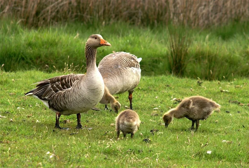 Grauwe_Gans-Anser_anser-041-met_juv-De_Petten-mei-07.webp