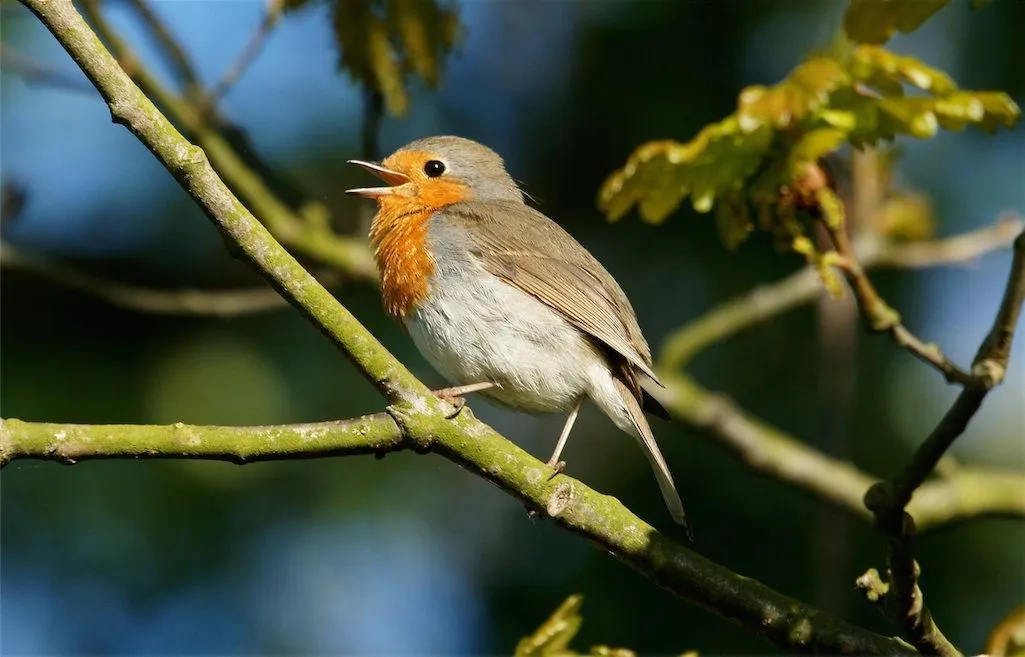 Roodborst-Erithacus_rubecula-087-Rovershut-18-05-2012.webp