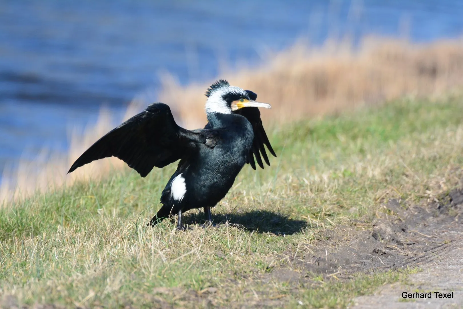 150319_Aalscholver.webp